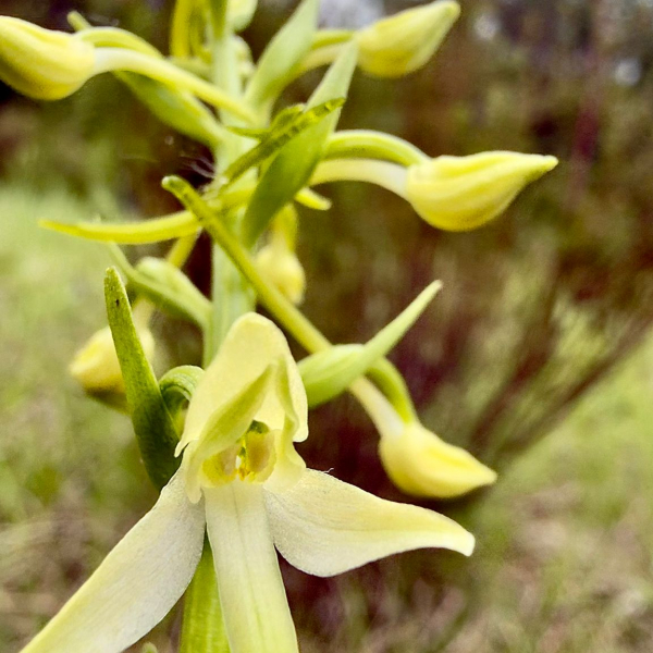 Platanthera bifolia